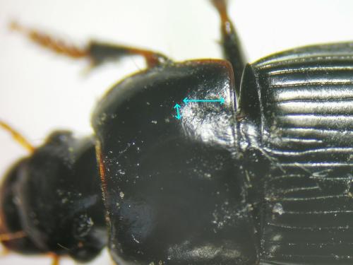Réf. 280 153 : Harpalus tardus